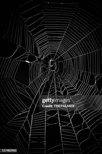 spider web - spider web stock pictures, royalty-free photos & images