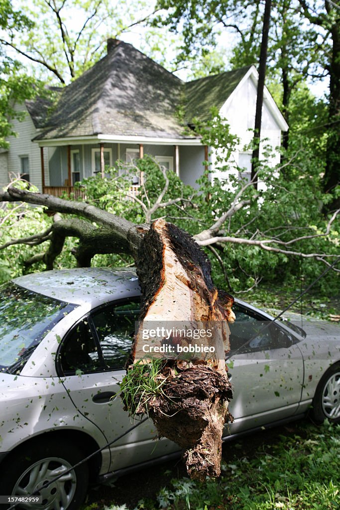A tree fallen on the roof of a car in front of a house