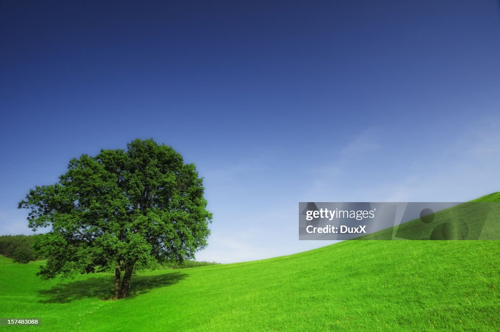 Green field and tree landscape