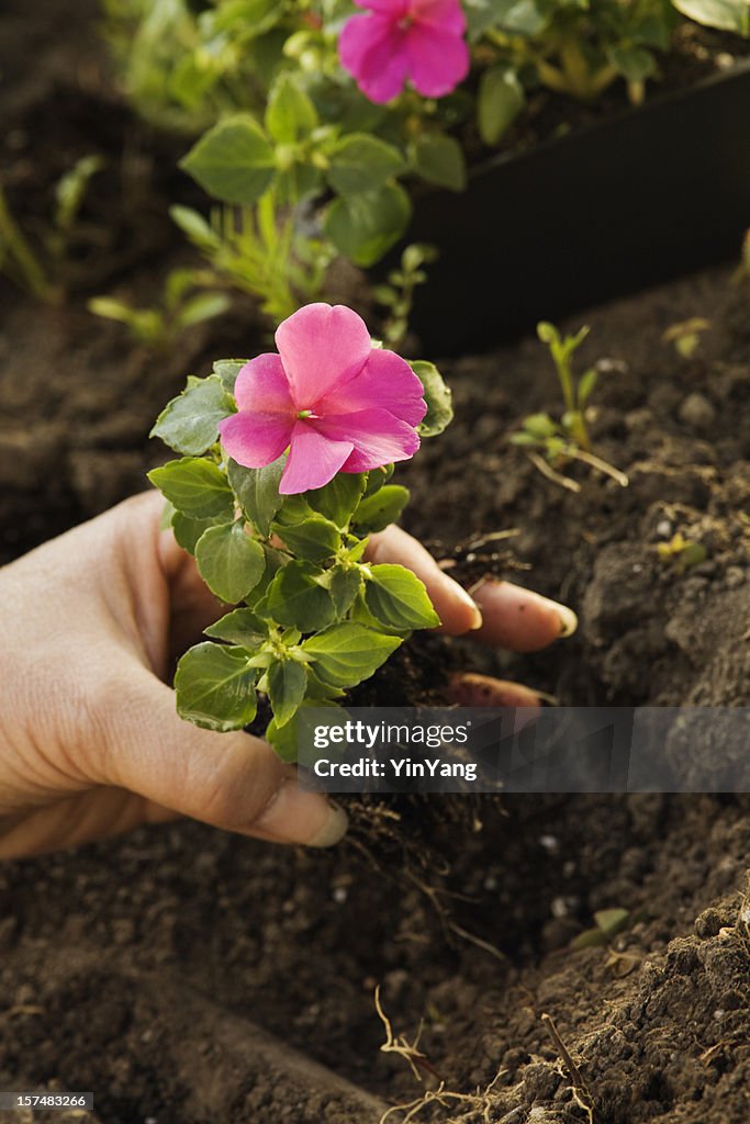 Planting the Garden in Spring Vt