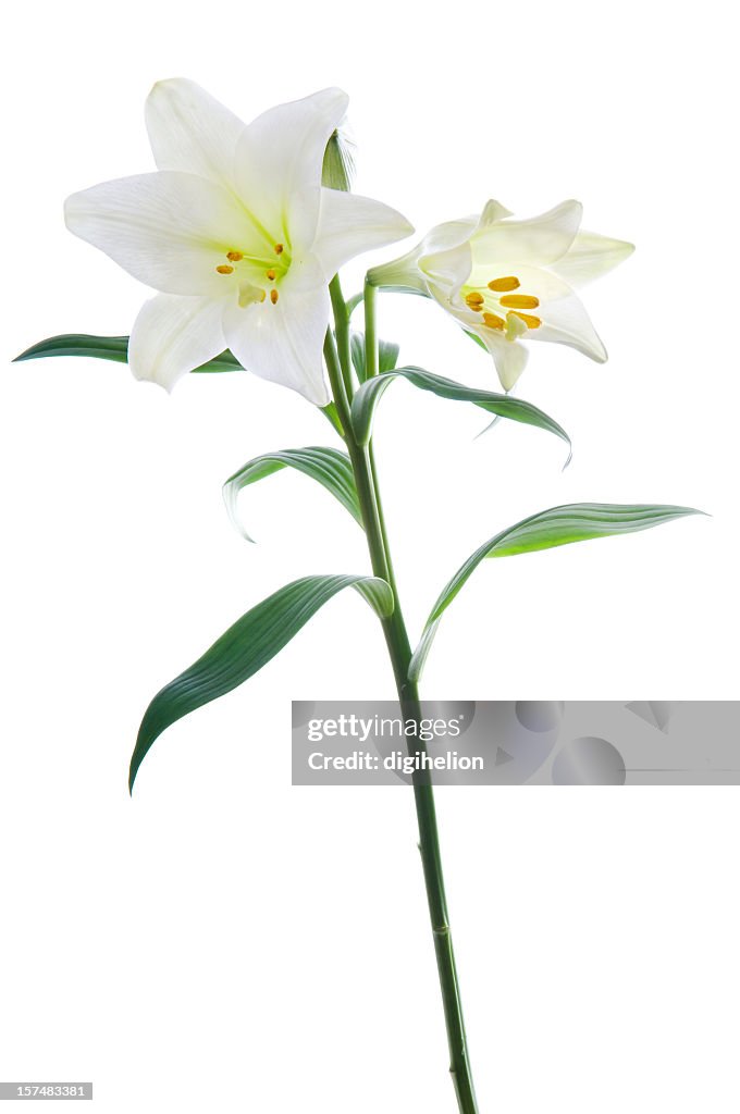 Beautiful lily flowers on white.
