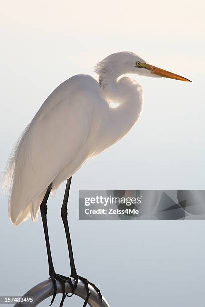 majestätischen weißer reiher - reihergattung egretta stock-fotos und bilder