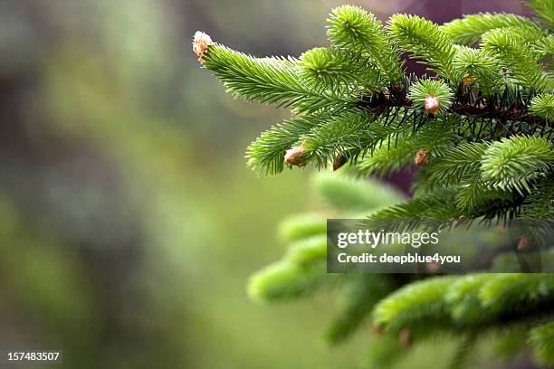 blühende tannenarten - nadelbaum stock-fotos und bilder