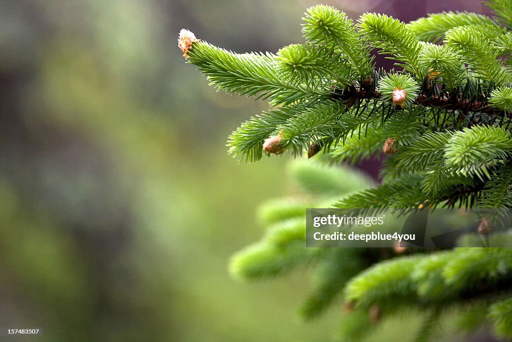 Blooming fir tree