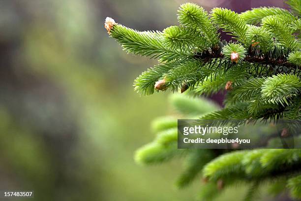blooming fir tree - christmas tree branch stock pictures, royalty-free photos & images