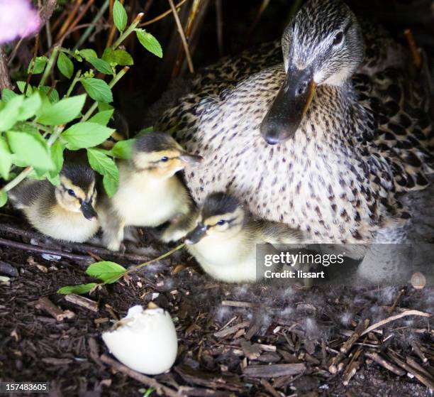 active duckling nest - birds nest stock pictures, royalty-free photos & images