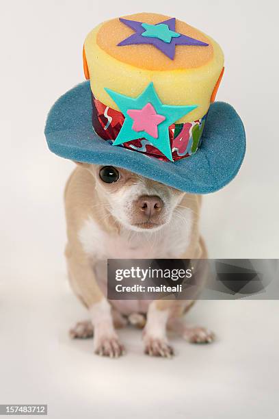 Funny Has High-Res Stock Photo