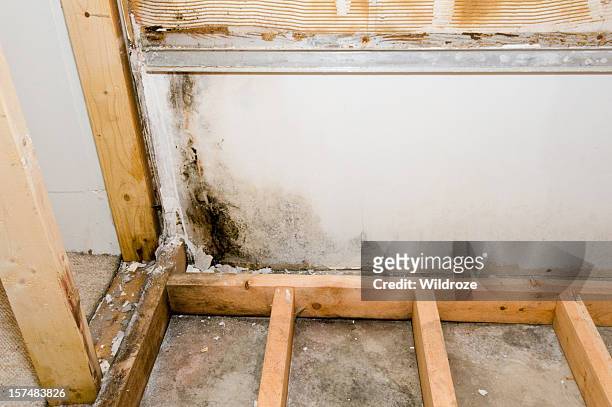 mold croissant au sous-sol de la salle de bains - moisissure photos et images de collection