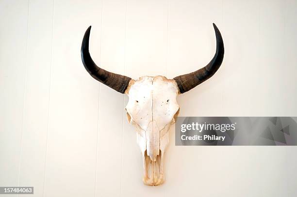 schädel - animal skull stock-fotos und bilder