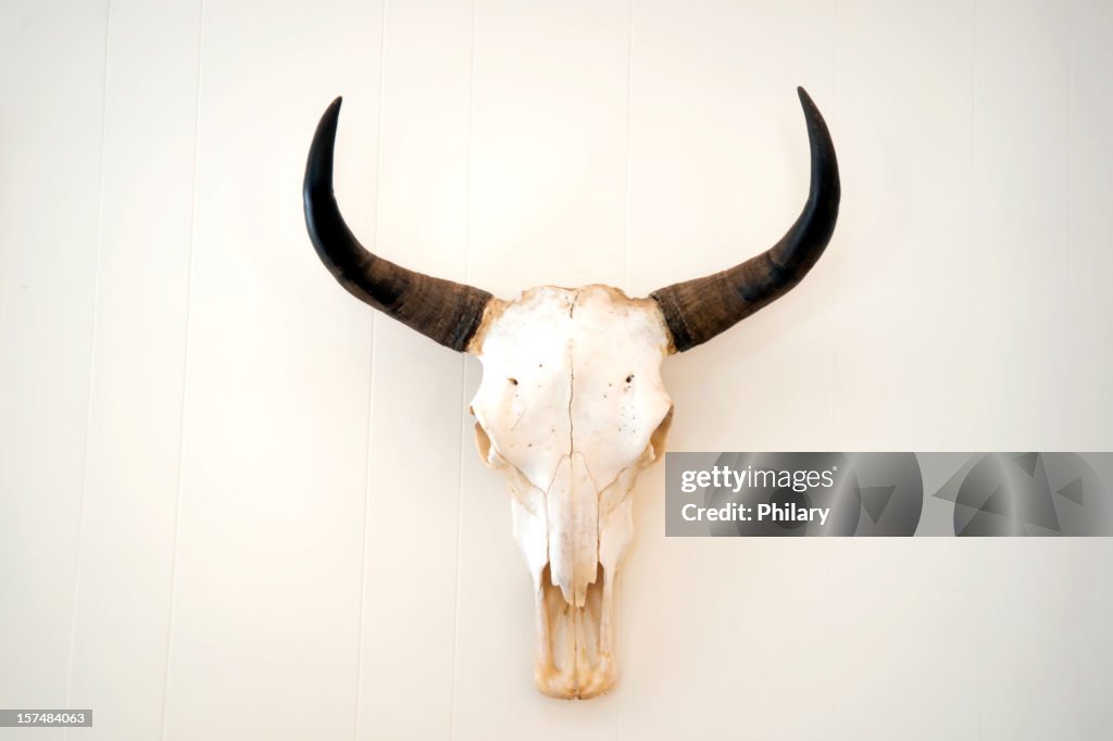 A picture of an animal skull on a white background