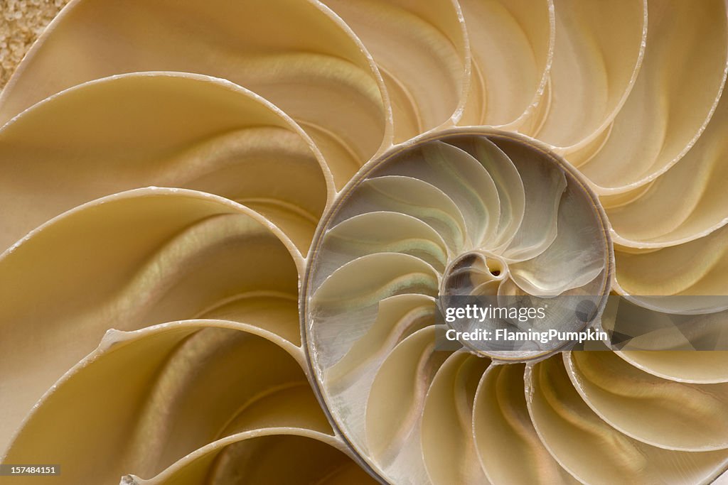 Seashell-Chambered Nautilusschalen-Detail. Full-Frame.