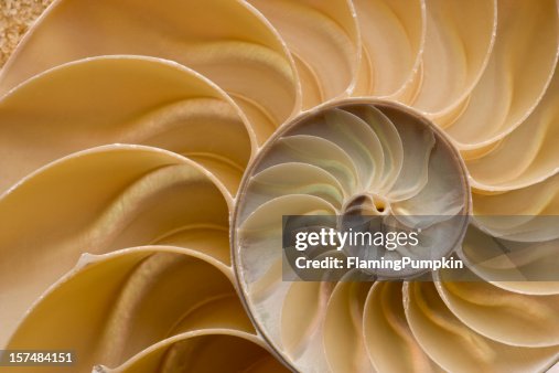 Seashell-Chambered Nautilusschalen-Detail. Full-Frame. Seashell-Chambered Nautilusschalen-Detail. Full-Frame.