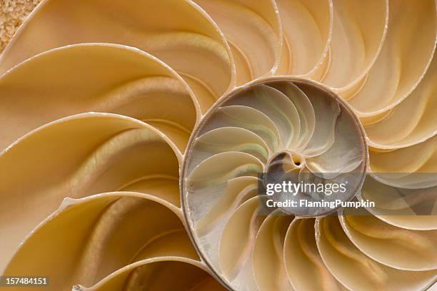 concha de mar-chambered nautilus carcasa de detalle. encuadre completo. - concha parte del cuerpo animal fotografías e imágenes de stock