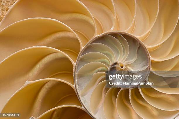 seashell-chambered nautilus shell détail. plein cadre. - spirale photos et images de collection