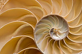 Seashell - Chambered Nautilus Shell Detail. Full Frame.