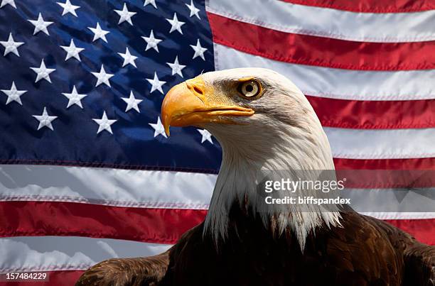 portrait of a bald eagle in front of an american flag - american flag eagle stock pictures, royalty-free photos & images
