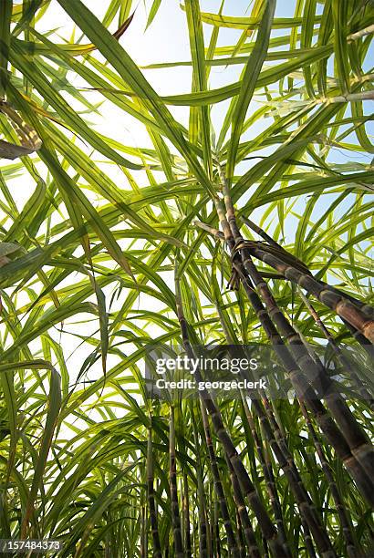 canna da zucchero dal basso - canna da zucchero foto e immagini stock