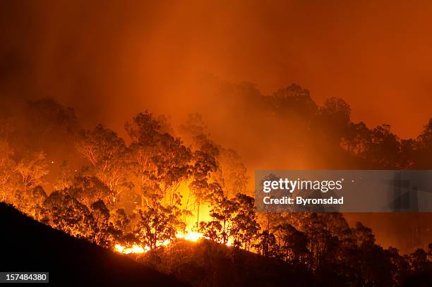 forest fire - australia wildfire stockfoto's en -beelden