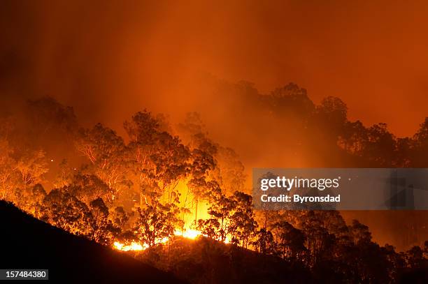 incêndio florestal - incêndio florestal imagens e fotografias de stock