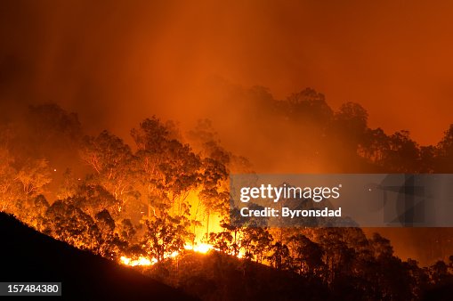 Forest fire Forest fire