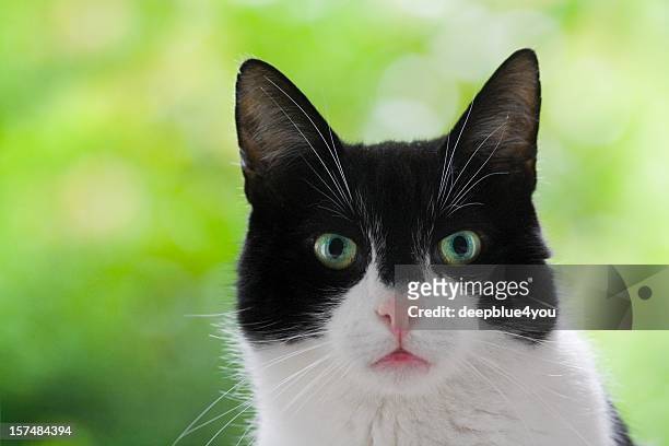 süße schwarze und weiße hauskatze kopf schuss grünem hintergrund - cat face mask stock-fotos und bilder