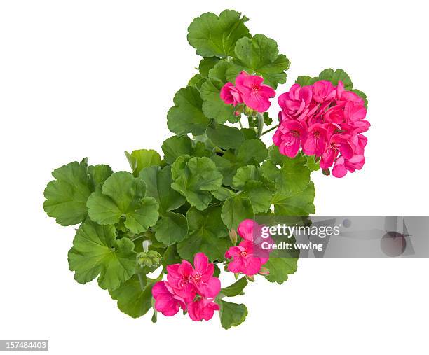 geranium with clipping path - geranium stockfoto's en -beelden