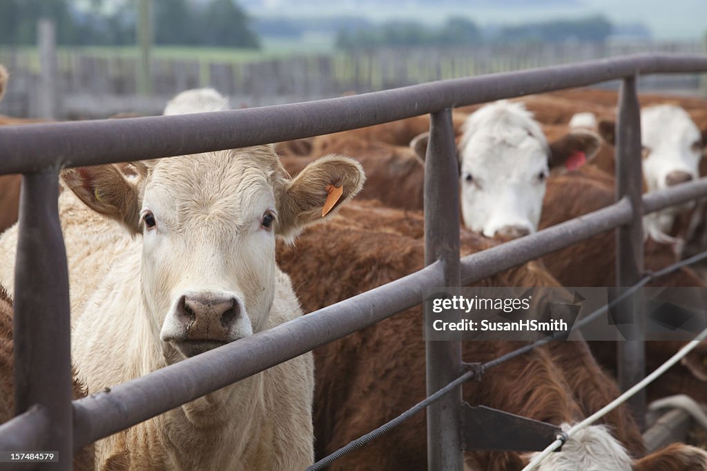 Handsome Cattle