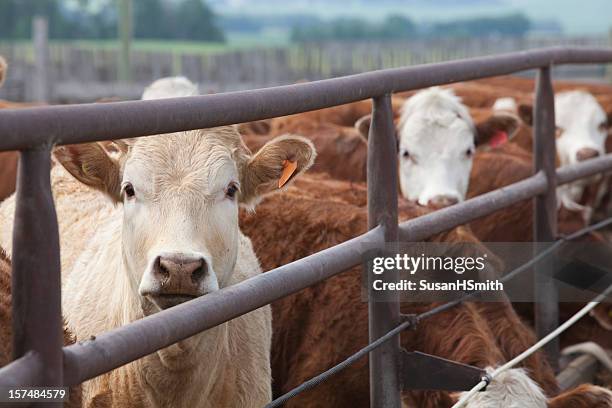 handsome cattle - livestock stock pictures, royalty-free photos & images