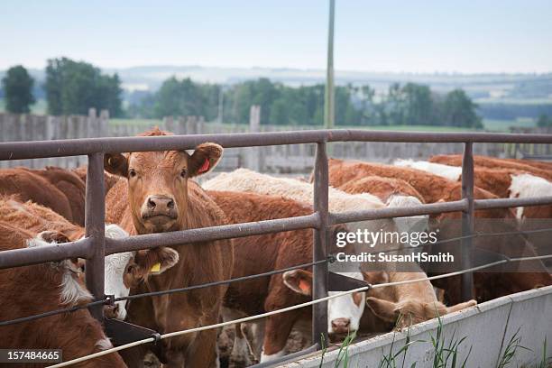 curious cow - hereford cow stock pictures, royalty-free photos & images
