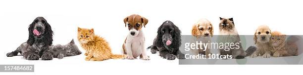 cats and dogs - cute puppies and kittens stock pictures, royalty-free photos & images