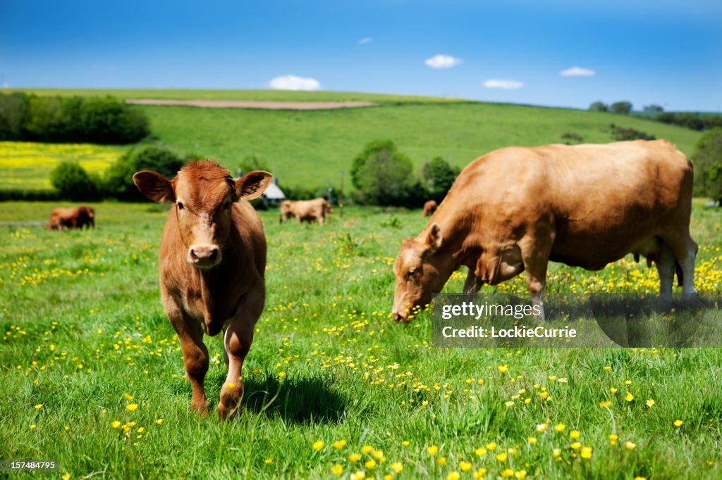 Brown cows grazing in a grass field with buttercups