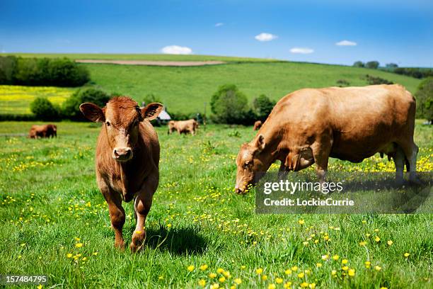 brown cows grazing in a grass field with buttercups - 牧草場 個照片及圖片檔