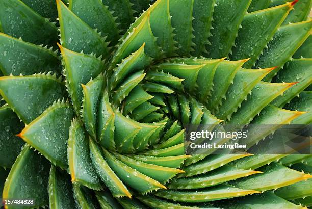 cactus fondo (aloe polyphylla) - fractal fotografías e imágenes de stock