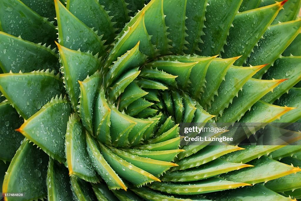 Cactus Background (Aloe Polyphylla)