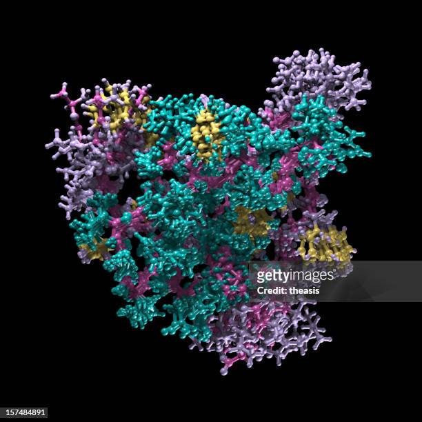 modell des menschliches insulin - enzym stock-fotos und bilder