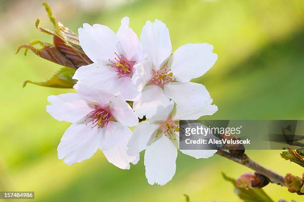 fruit tree flower - apricot blossom stock pictures, royalty-free photos & images