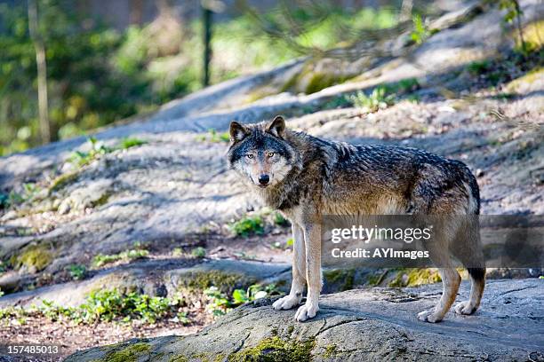 gray wolf (canis lupus) - wolf stockfoto's en -beelden