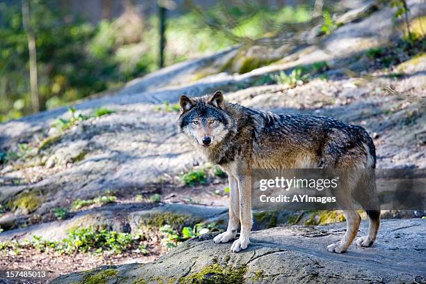 lobo cinzento (canis lupus - wolf imagens e fotografias de stock