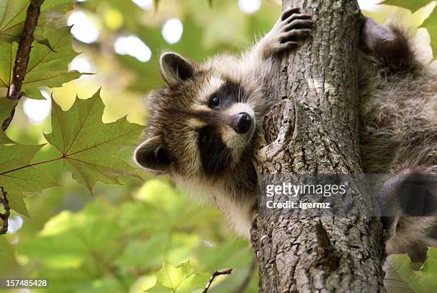 5,794 Raccoon Photos and Premium High Res Pictures - Getty Images