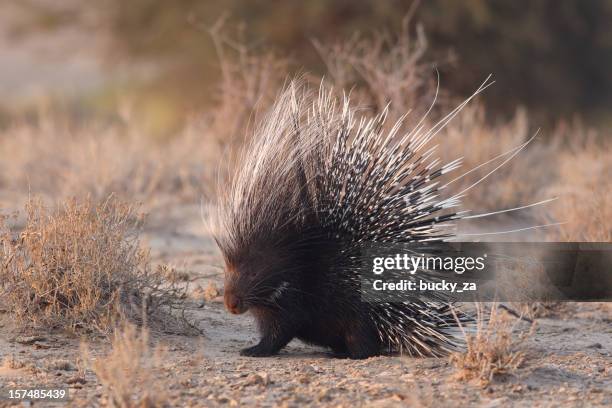 african brush-tailed porcupine with raised quills - stekelvarken stockfoto's en -beelden