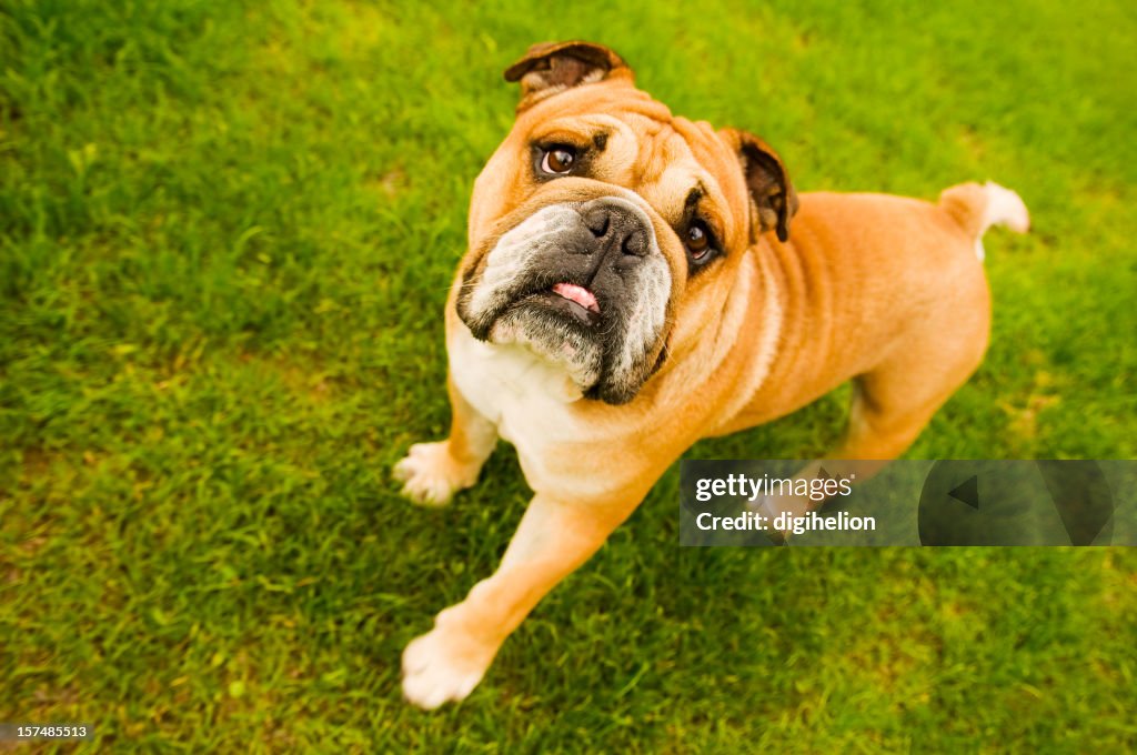 Lovely Bulldog on green background