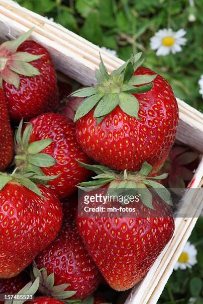 strawberrys in einem korb - erdbeeren pflücken stock-fotos und bilder