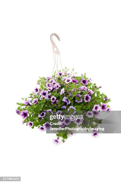 petunias - blumenampel stock-fotos und bilder