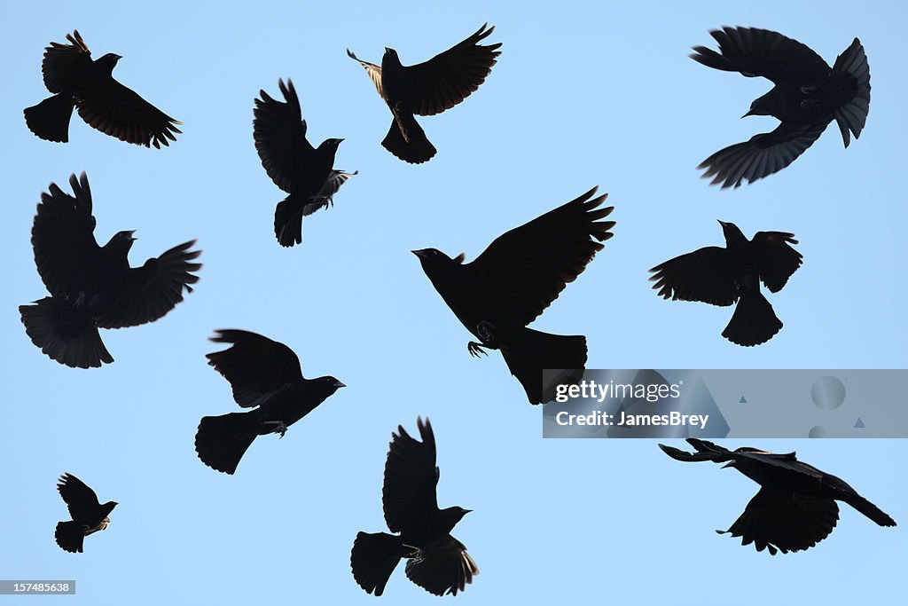 Ominous Black Birds Silhouetted on Blue Sky; Redwing Blackbirds