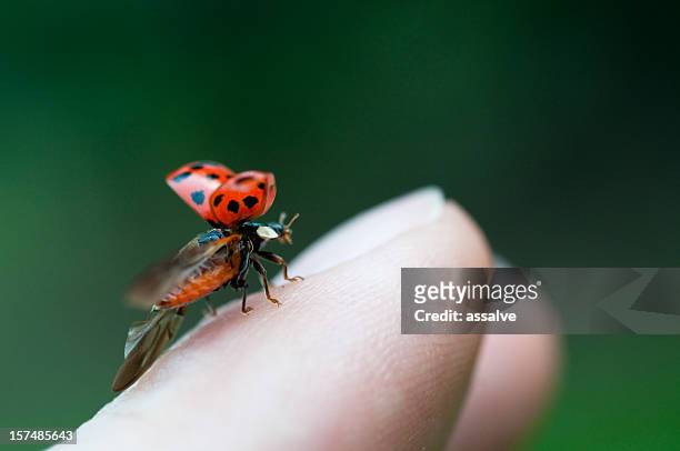 ladybug just before flying away from fingertip - ladybug stock pictures, royalty-free photos & images