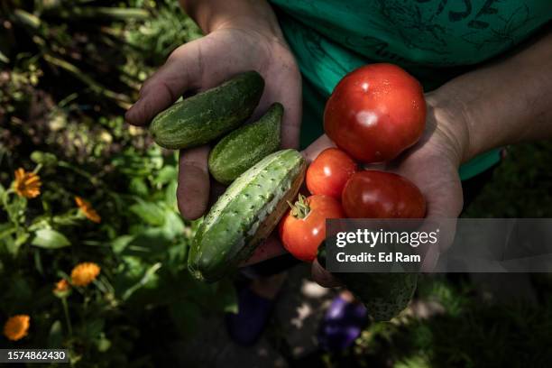 Lilia Martyniuk picks tomatoes and cucumbers in her back garden in Kyiv after pickling vegetables on August 3, 2023 in Kyiv Region, Ukraine....