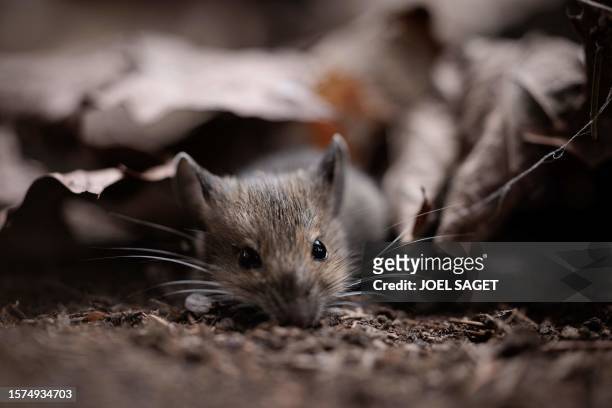 Field mouse is pictured in Saint-Philbert-sur-Risle on August 1, 2023.