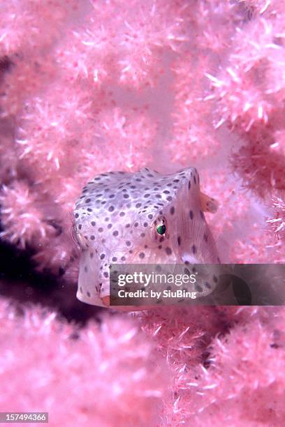 box fish - longhorn cowfish stock pictures, royalty-free photos & images