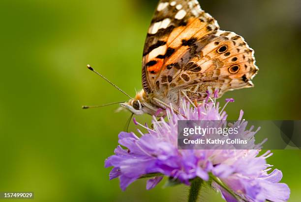 painted lady butterfly feeding on wild scabius - painted lady butterfly stock pictures, royalty-free photos & images