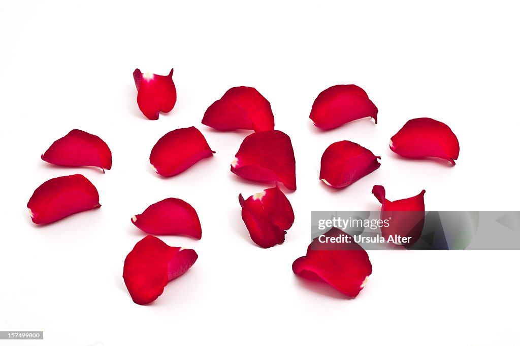 Red rose petals